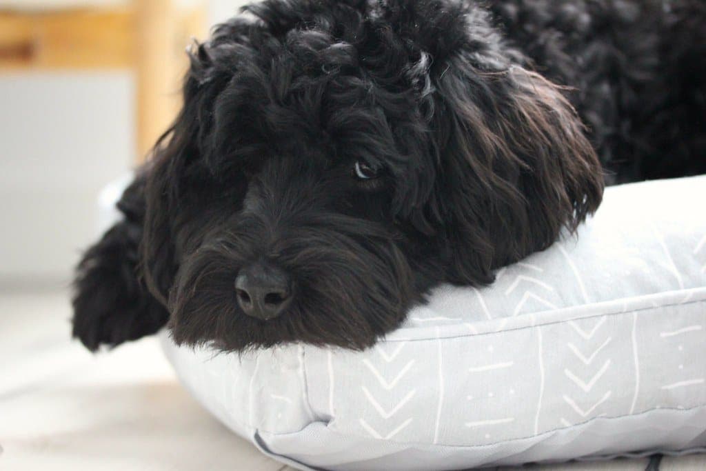Resting Black Curly Haired Dog