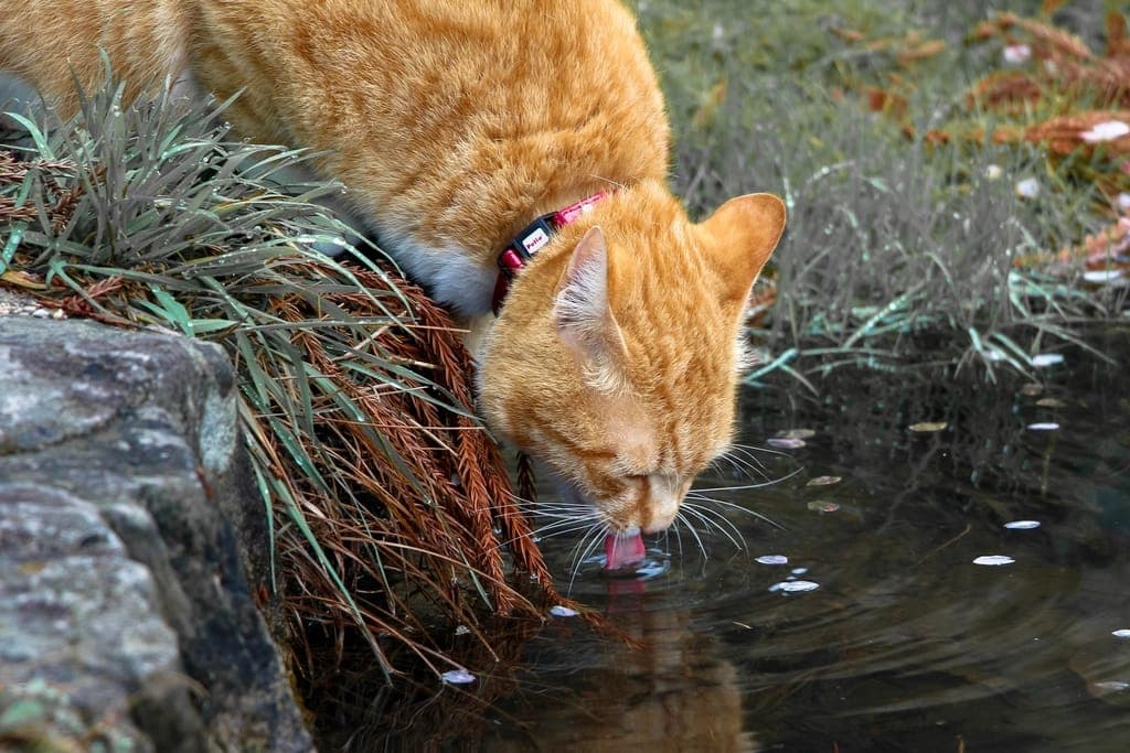 Ginger cat drinking water pond