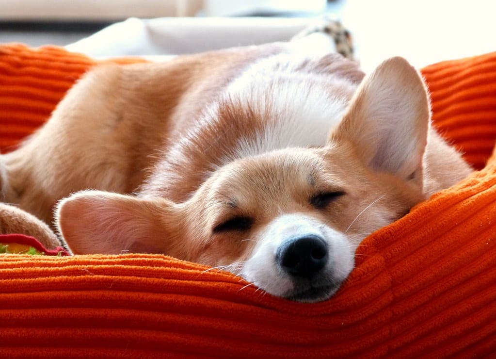 Doggy dreams