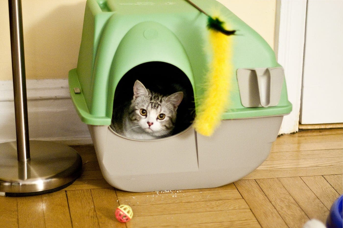 Cat house